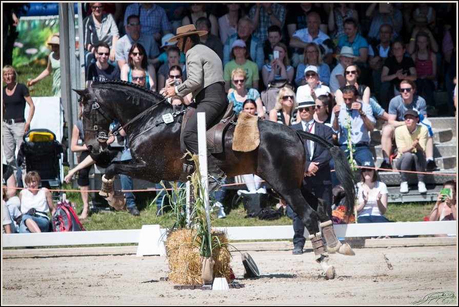 Pferd International 181